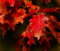 The Red Leaf