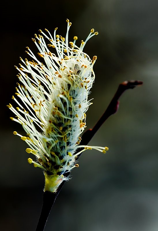 Spring II