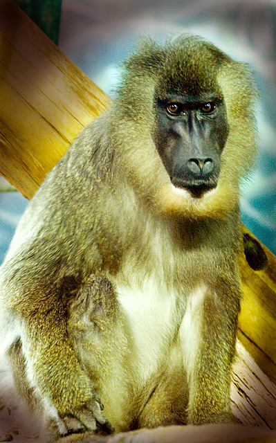 Primate