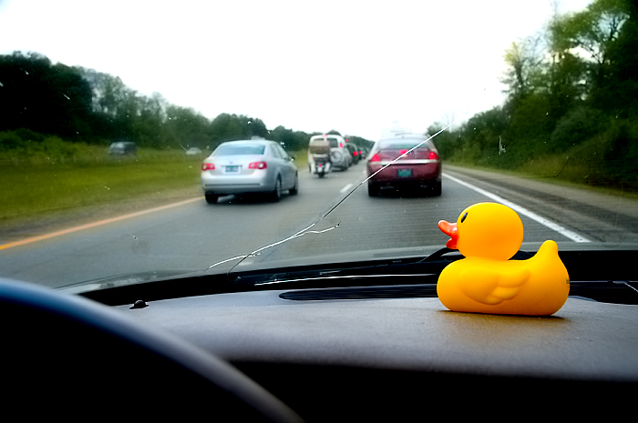Duck in Traffic