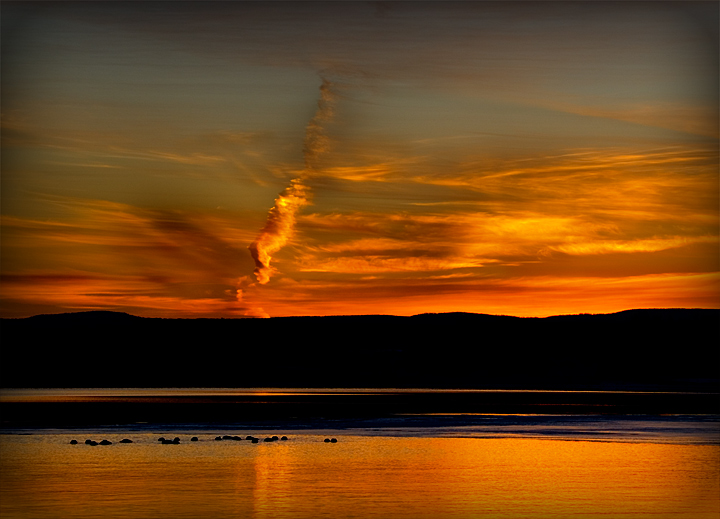 The Ducks of Dawn