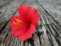 flower.jpg
