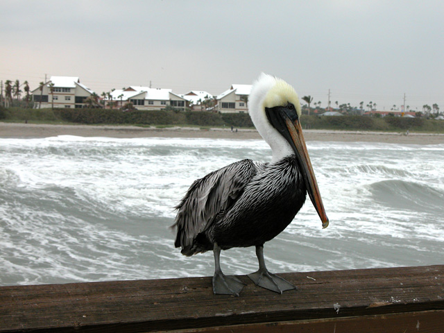 jupiterbeach.JPG