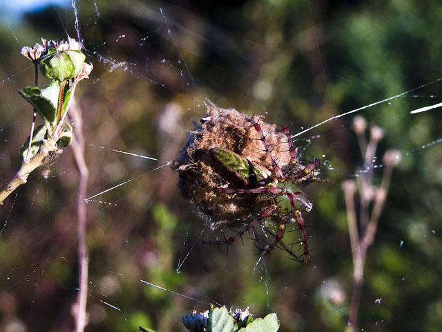 DSCN7979et.jpg