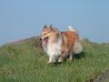 Shetland Sheepdog