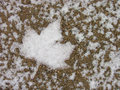 Capricho de nieve.jpg