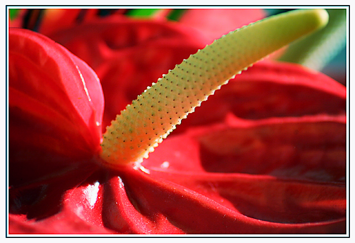 Flor-Macro.jpg