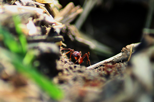Smaller beings of nature