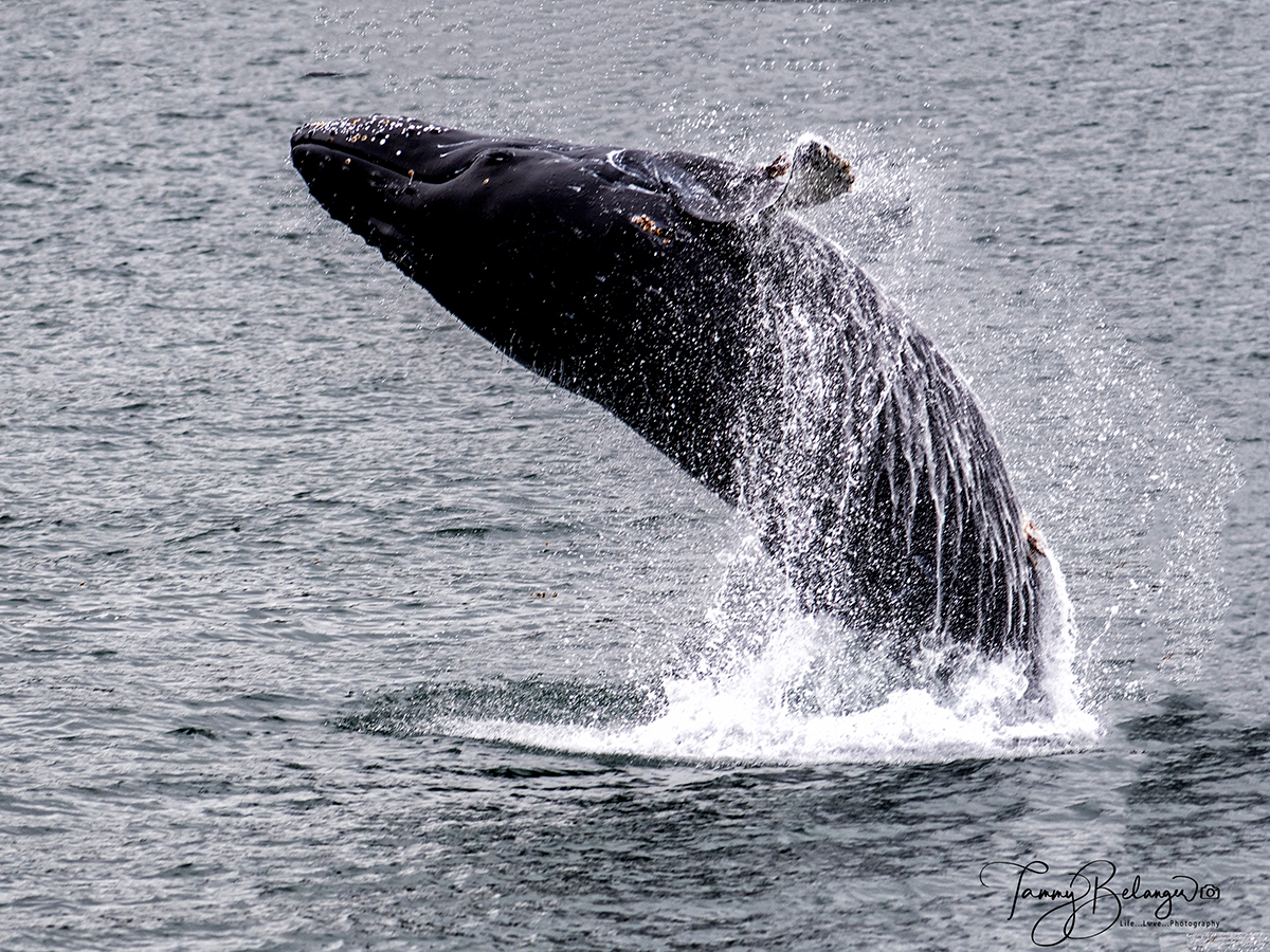 Humpback whale breaching