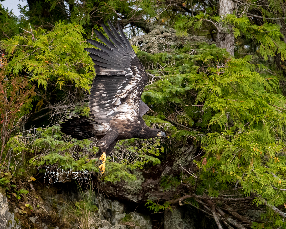 Juvenile Blad Eagle