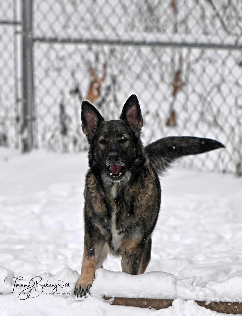 Kimber