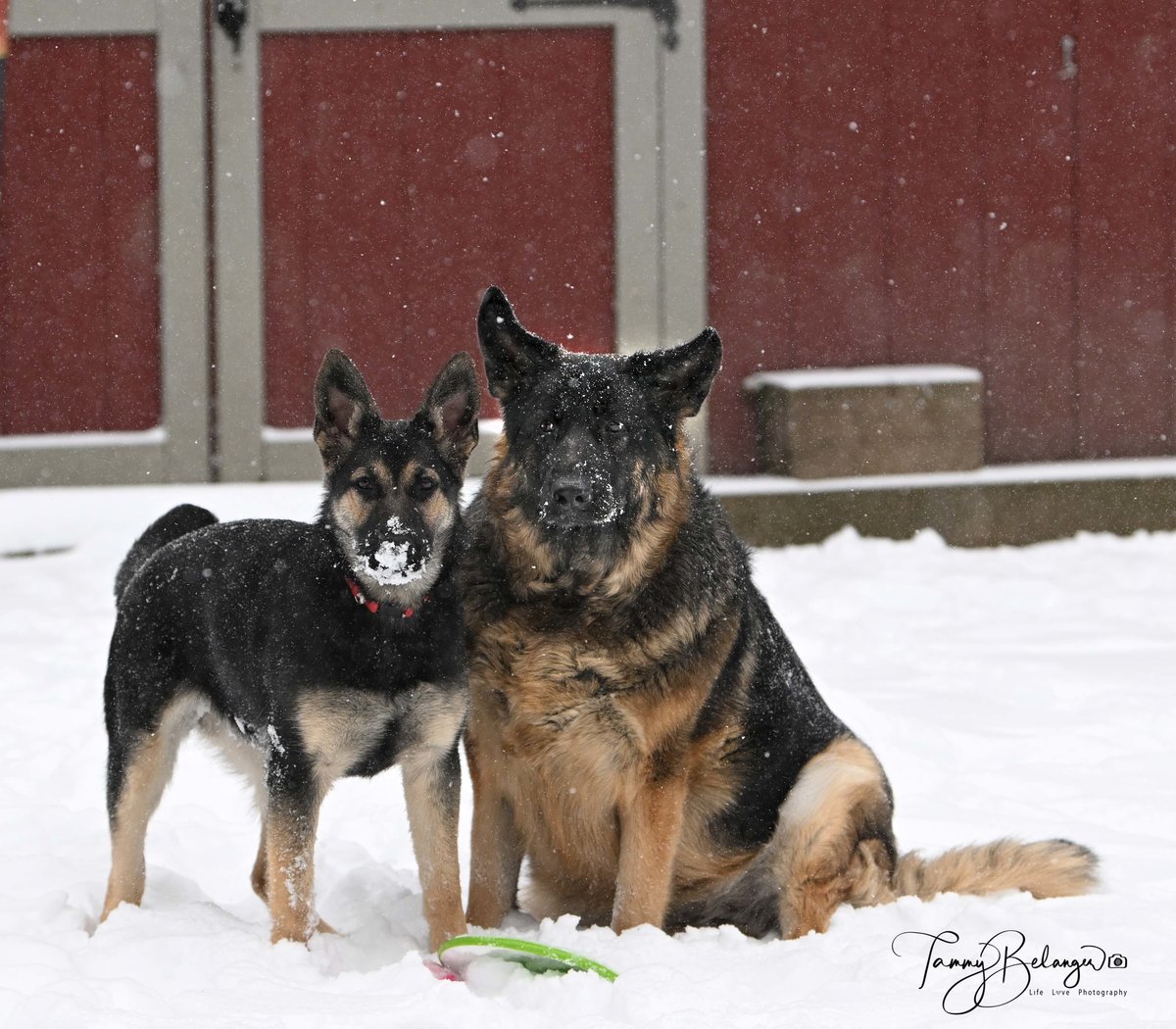 Sierra and Tikka