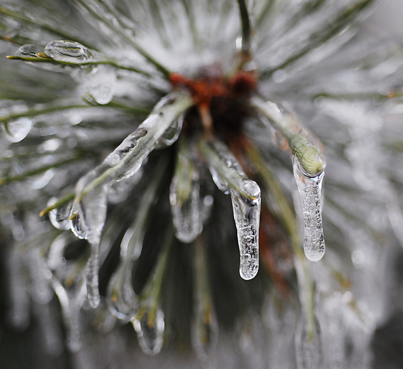 Ice covered branch IV.jpg