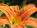 Daylilly1