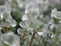 Ice on shrub
