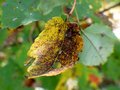yellow leaf