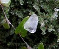 Ice on leaf