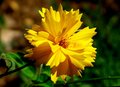 Yellow flower
