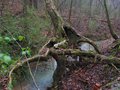 Old Tree