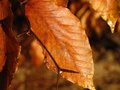 Leaf texture