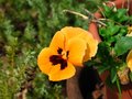 Yellow Flower