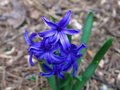Blue Flower