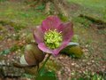 Lenten Rose