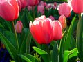 Tullips
