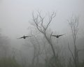 Geese