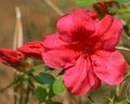 Red Azalea