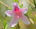 Pink Azalea
