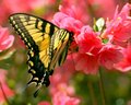 Butterfly on Red Azalea 2