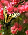 Butterfly on Red Azalea