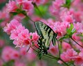 Butterfly on Pink Azalea