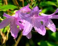 Purple Azalea