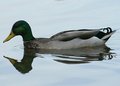 Duck 1