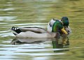 Ducks 1
