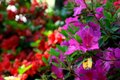 Azaleas