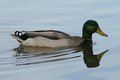 Duck 2