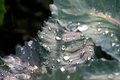 Water on leaves