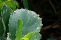 Water on Leaf