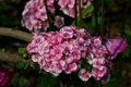 Pink Flower