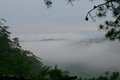 Fog in the forrest