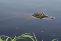 Gator