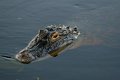 Gator 2