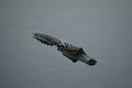 Gator 3