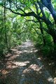 Old Trail