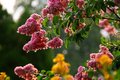 Crepe Myrtle