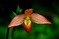 Orchid