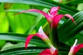 Pink Tips